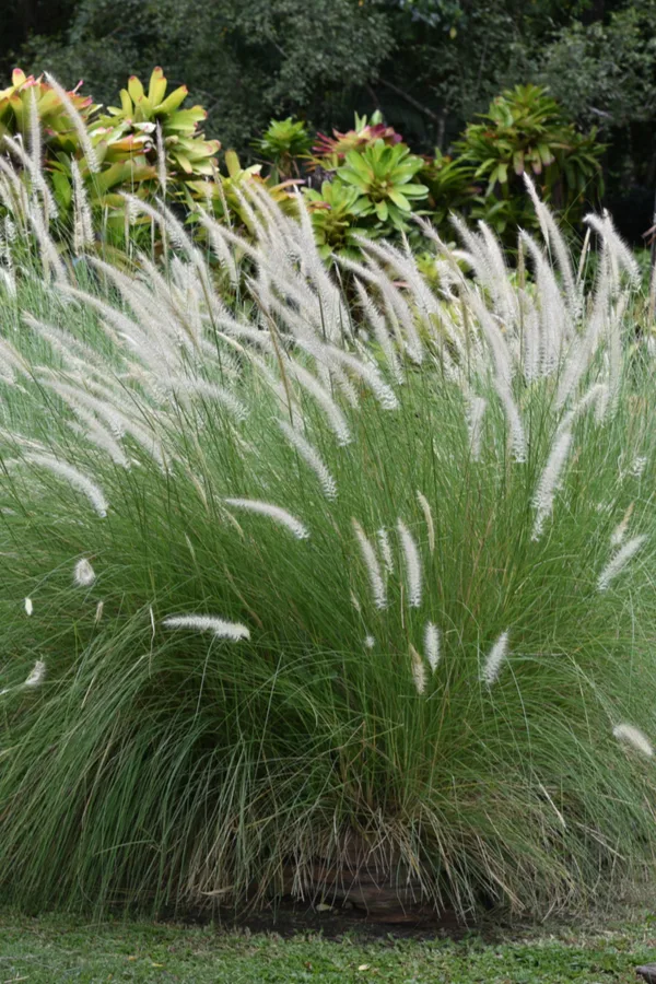 fountain grass
