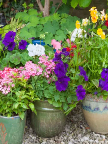 potted plants blooming