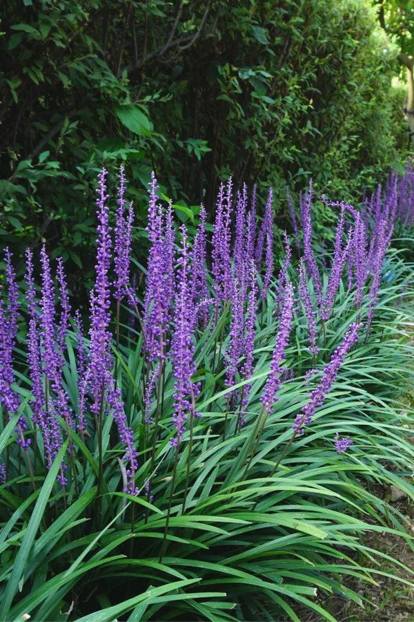 liriope - best ornamental grasses