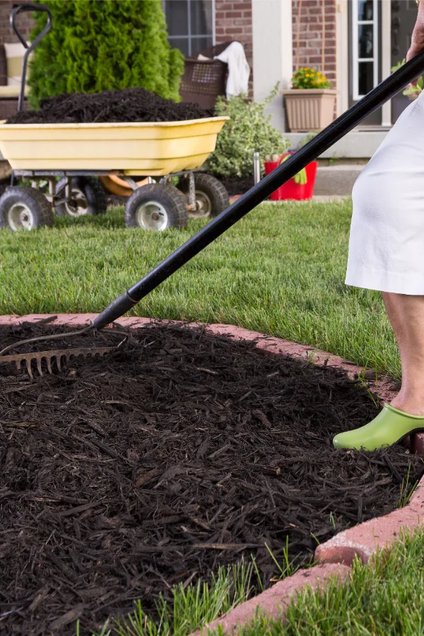 raking mulch - how to mulch flowerbeds to stop weeds