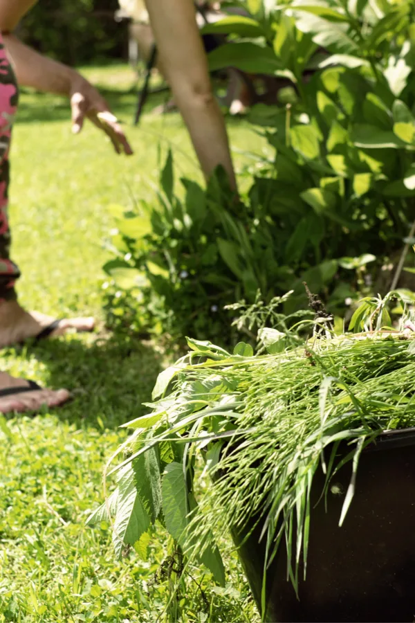 mulching flowerbeds