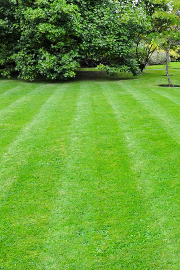 best way to plant grass seed