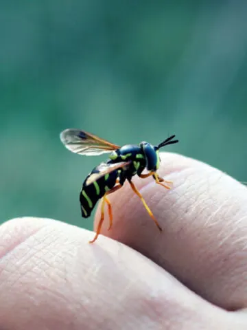 how to stop sweat bees