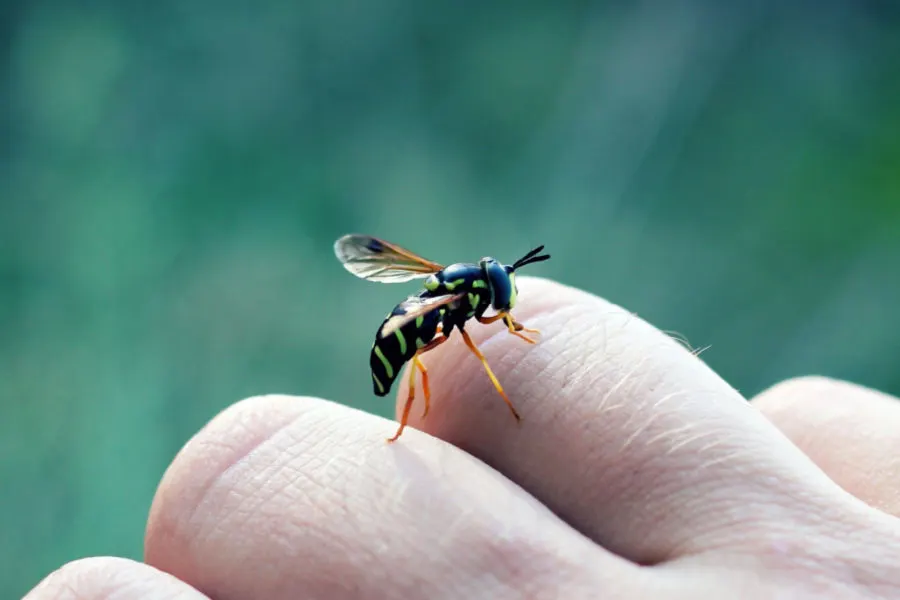 how to stop sweat bees