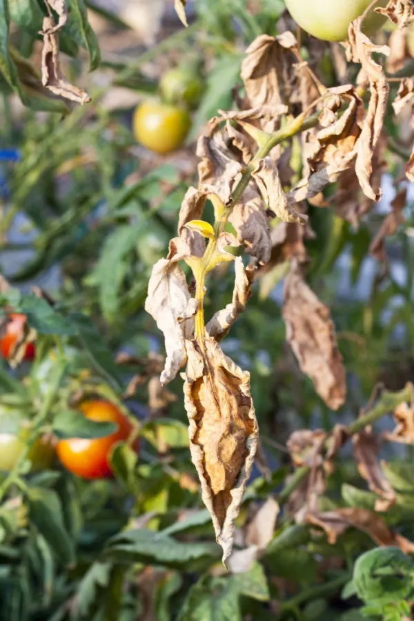 tomato blight - late summer