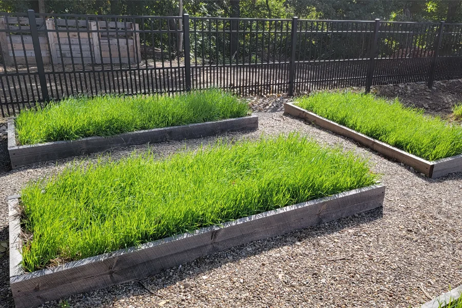 perfect raised bed cover crop - oats