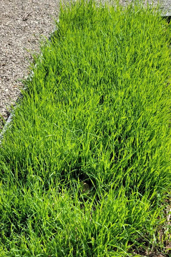 oats in a raised bed