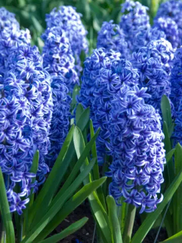 must plant fall bulbs