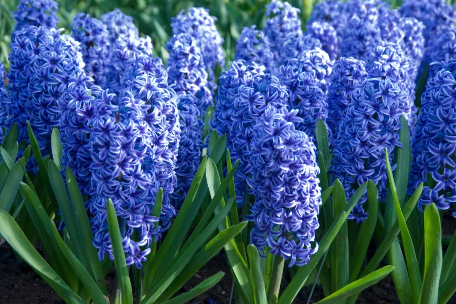 must plant fall bulbs