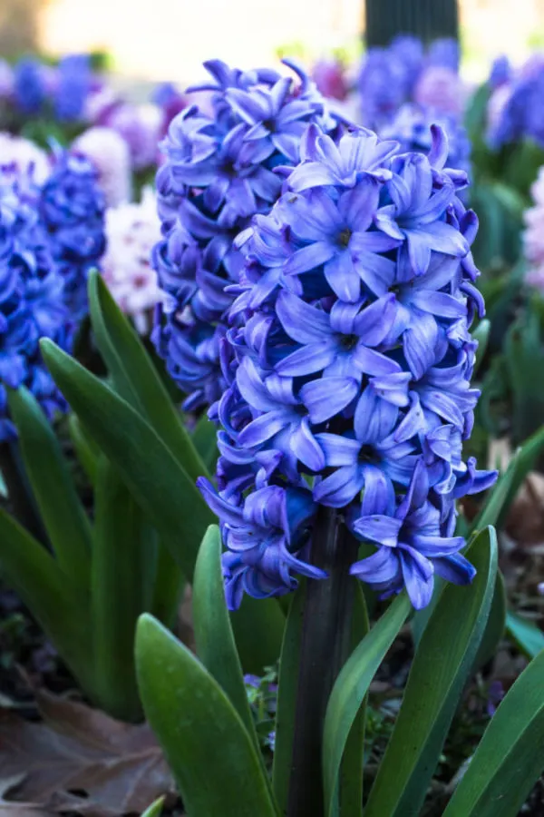 BEST FALL BULBS TO PLANT