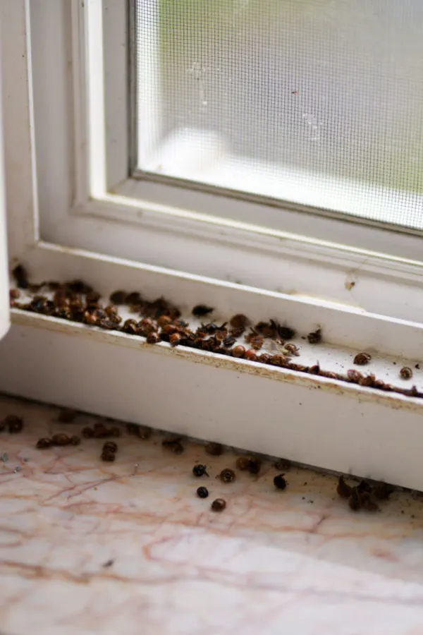 stop Asian lady beetles