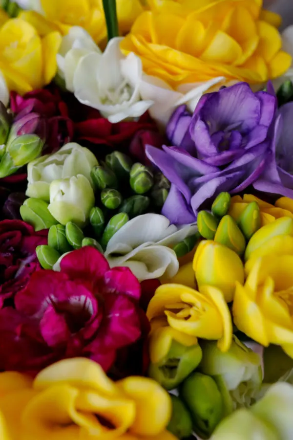 freesia
