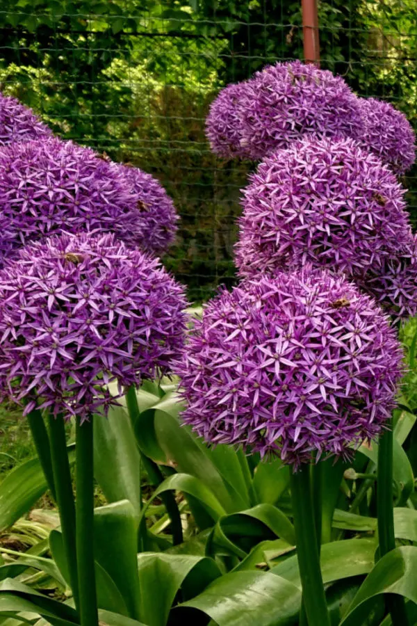 unique fall bulbs to plant