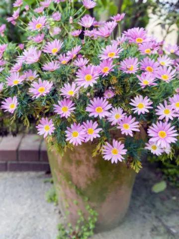 how to save potted mums