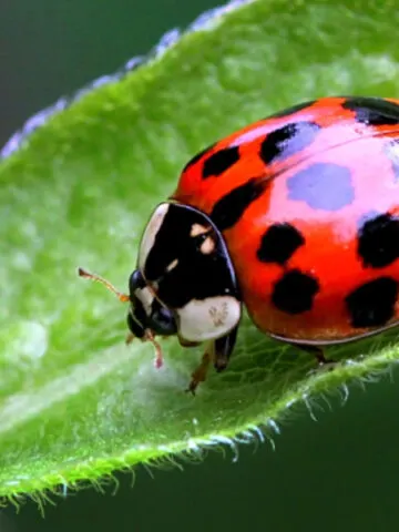 stop asian beetles