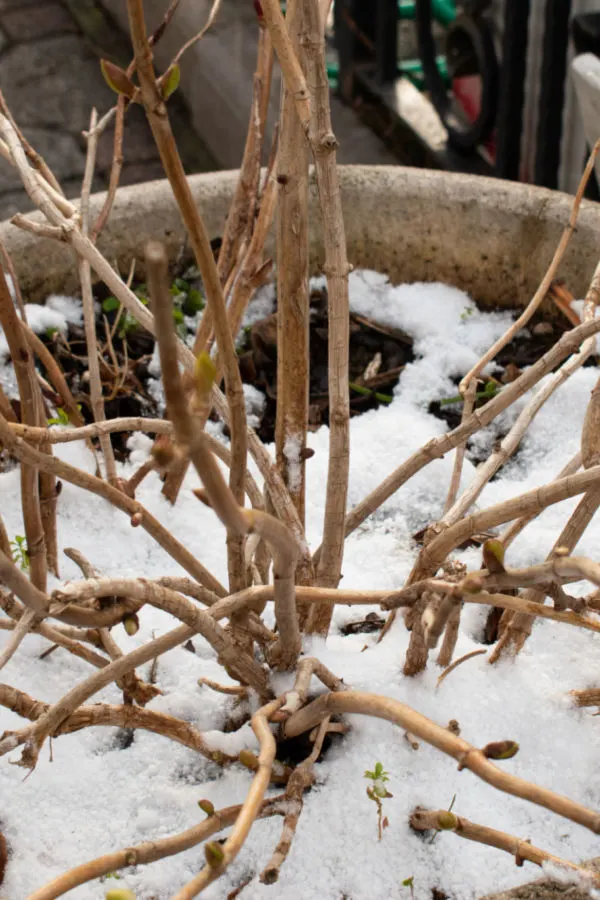 plants in the winter in containers