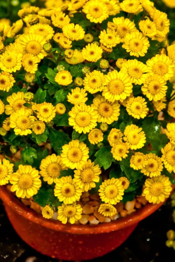 keeping asters alive