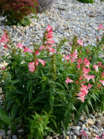 using stone mulch