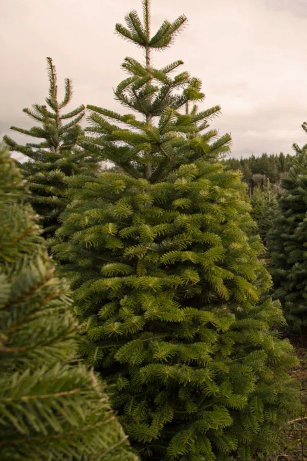 best trees to use for Christmas tree