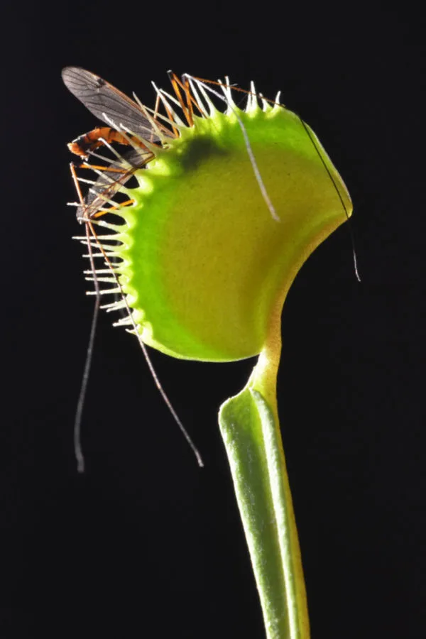 Venus fly trap plant