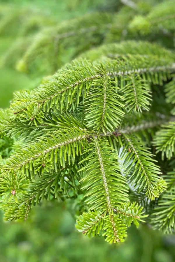 balsam fir