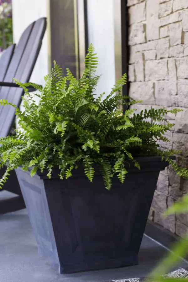 keep ferns alive indoors