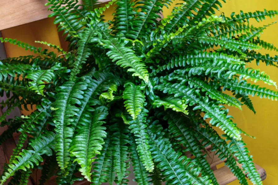 keep ferns alive indoors