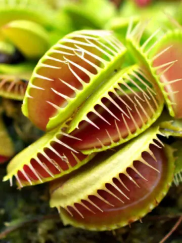 growing Venus fly trap indoors