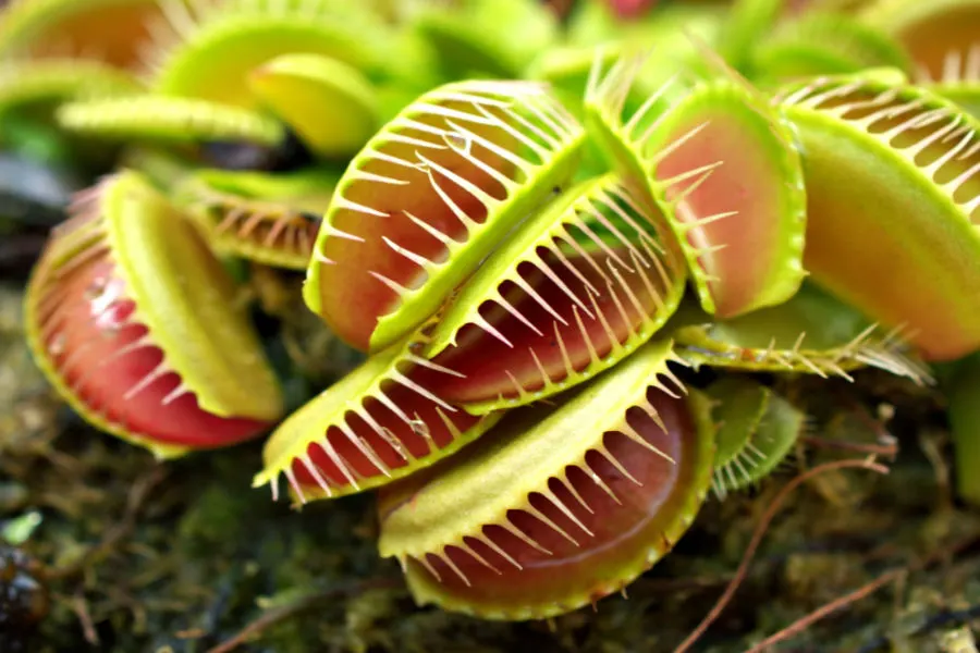 growing Venus fly trap indoors