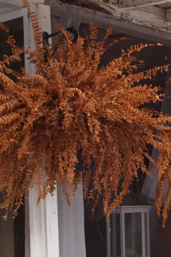 keeping ferns alive indoors