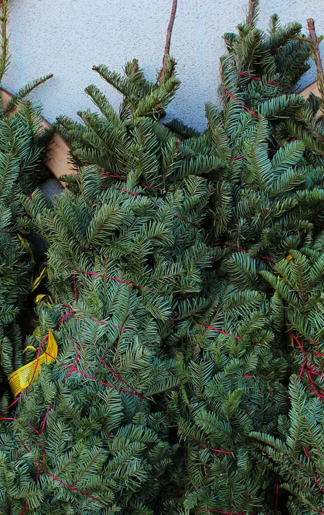 Scotch pine tree