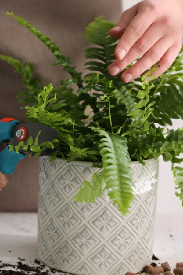 winter fern care