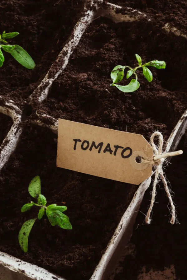 when to start seeds indoors
