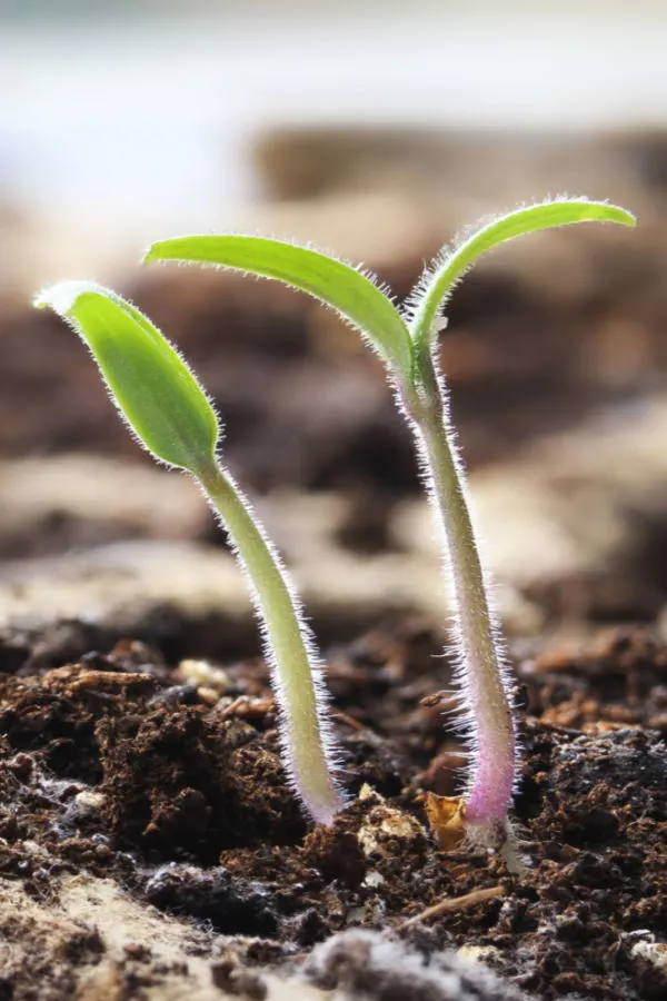start seeds indoors