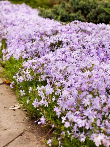 best perennial border plants