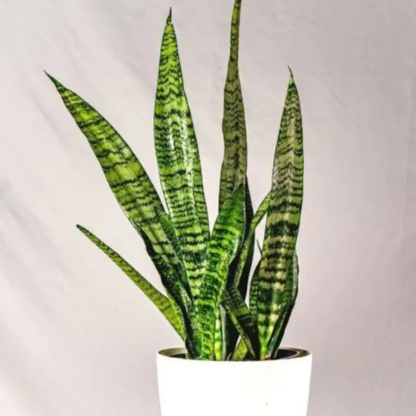 snake plant black coral variety