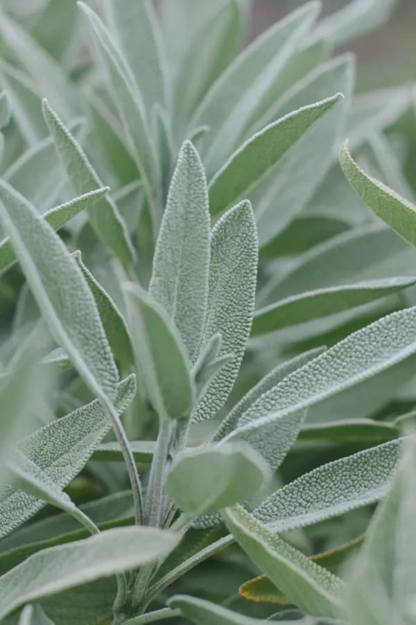 garden sage