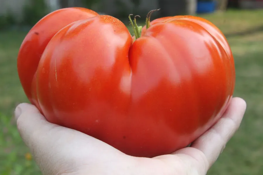 how to grow huge tomatoes