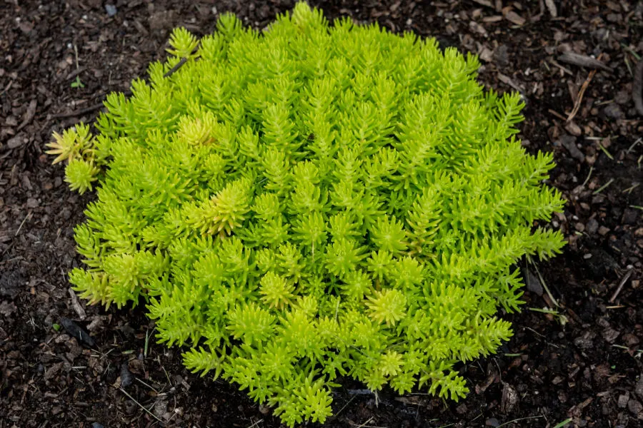 stonecrop - lemon ball