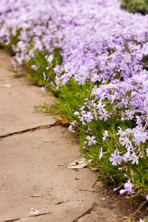 best perennial border plants