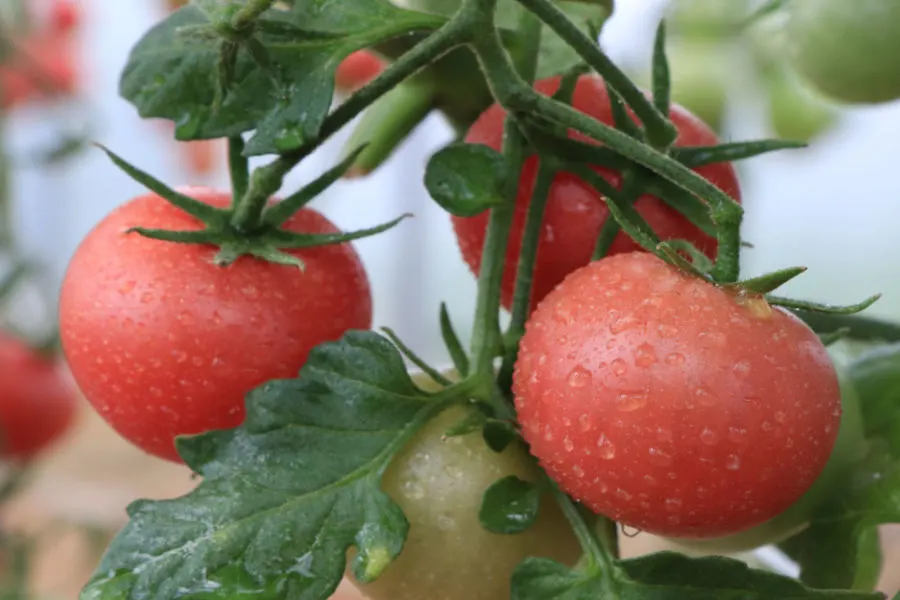 pink Ponderosa tomato