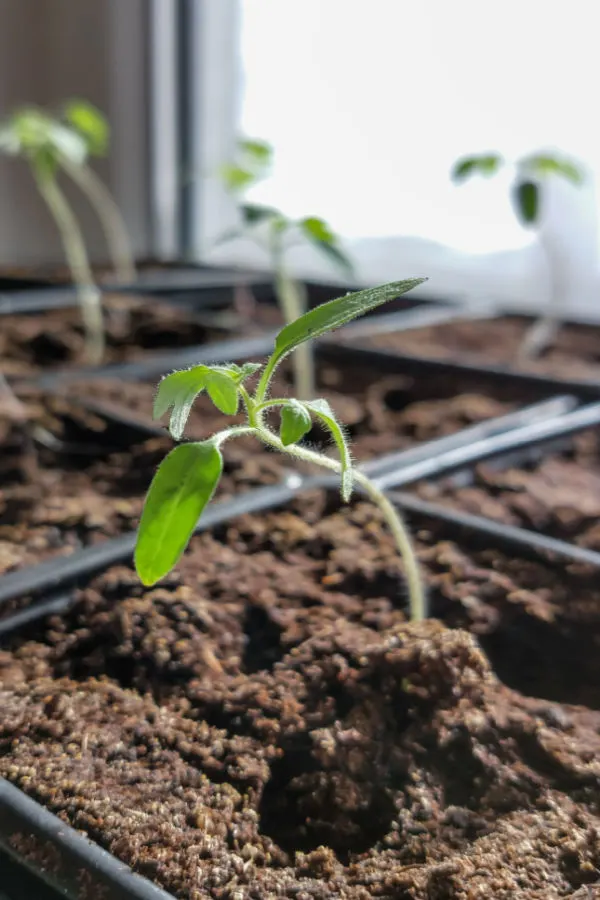 growing seeds indoors with LED shop lights