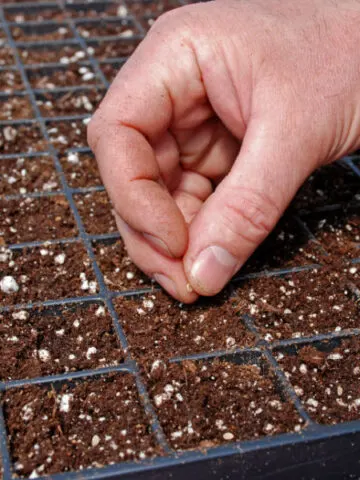 what you need to start seeds