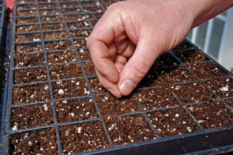 what you need to start seeds
