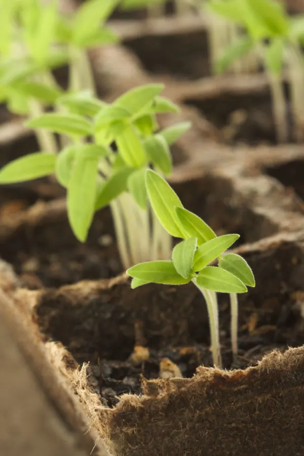 start seeds indoors