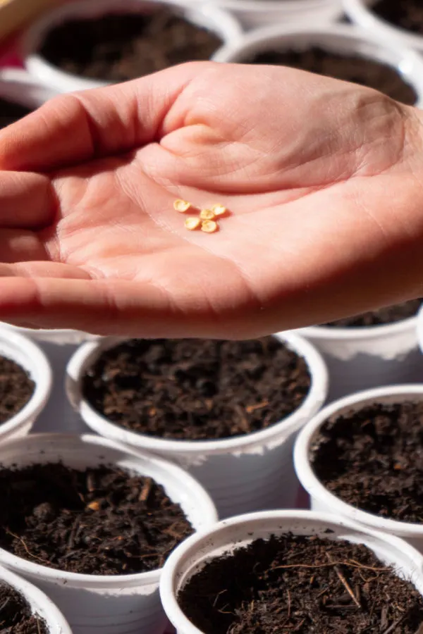 what you need to start seeds indoors