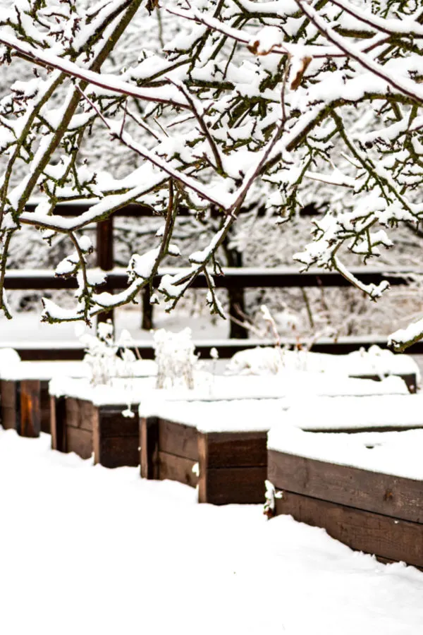 winter gardening
