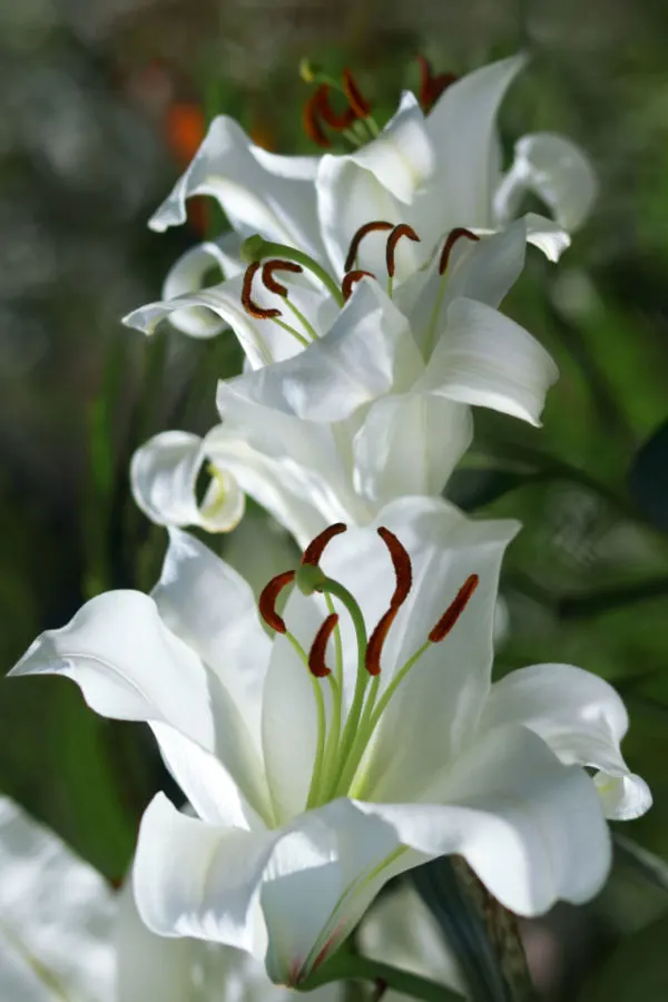 perennials outdoors