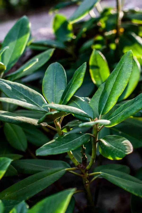 azaleas not in bloom