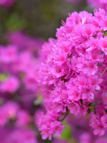 get azaleas to bloom big